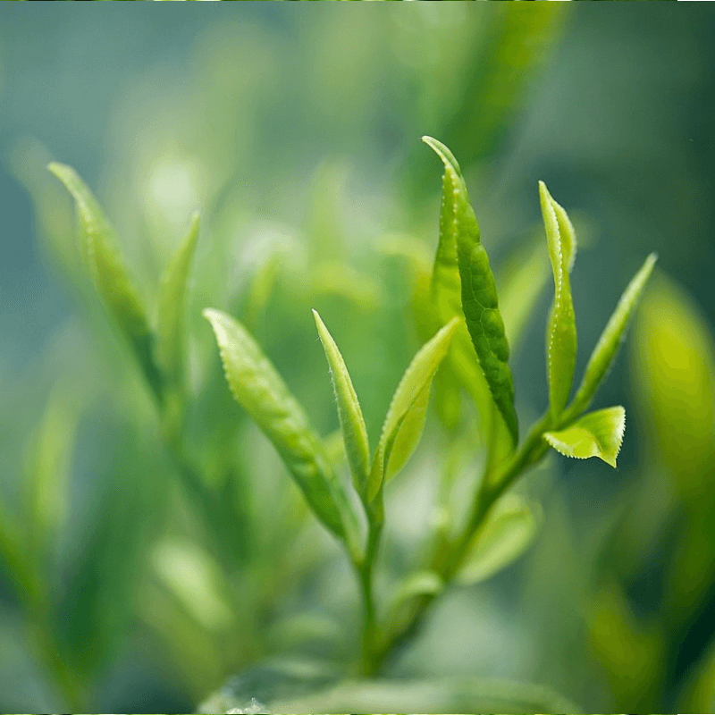 绿茶1